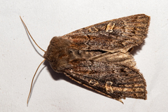 Ichneutica agorastis