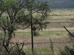 Sturnella magna lilianae