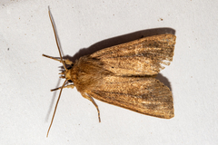 Ichneutica alopa