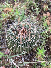 Echinofossulocactus phyllacanthus