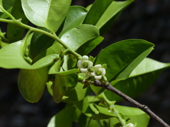 Diospyros sylvatica
