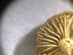 Pleuroflammula tuberculosa