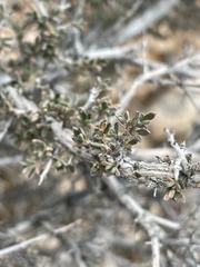 Coleogyne ramosissima