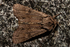Ichneutica averilla