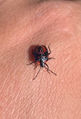 Phorbanta variabilis