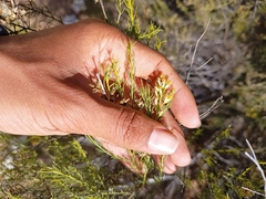 Xylothamia diffusa