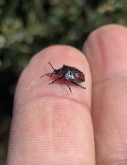 Phorbanta variabilis