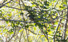 Myiarchus stolidus