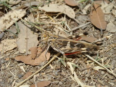 Oedaleus decorus