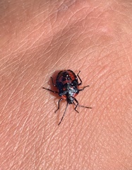 Phorbanta variabilis