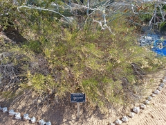 Xylothamia diffusa
