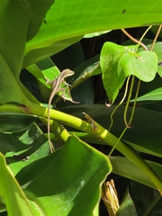 Anolis krugi
