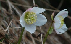 Helleborus niger