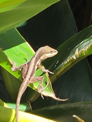 Anolis krugi