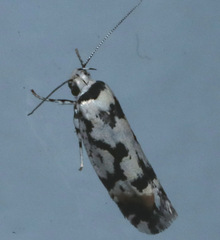 Lichenaula calligrapha