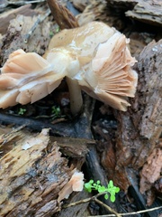 Pluteus exilis
