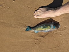 Meuschenia hippocrepis