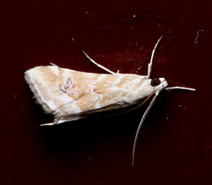 Hellula