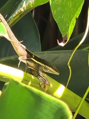 Anolis krugi