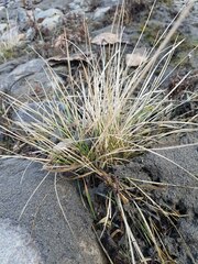 Deschampsia