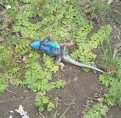 Sceloporus mucronatus