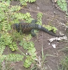 Sceloporus mucronatus