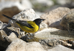 Icterus graduacauda