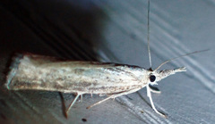 Agriphila vulgivagellus