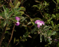 Podalyria calyptrata