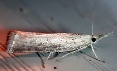 Agriphila vulgivagellus