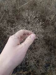 Gypsophila paniculata