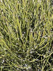 Ephedra torreyana