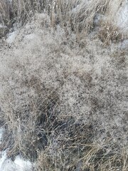 Gypsophila paniculata