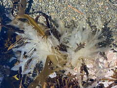 Desmarestia ligulata