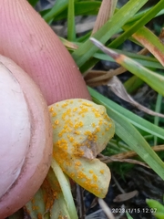 Puccinia oxalidis