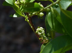 Diospyros sylvatica