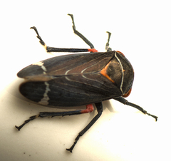 Eurymeloides lineata