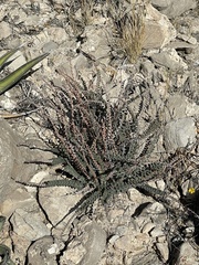 Astrolepis cochisensis