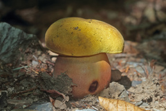 Suillellus queletii