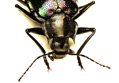 Cyphaleus metallescens