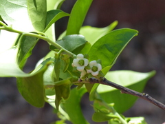 Diospyros sylvatica