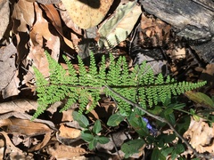 Myriopteris myriophylla