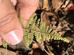 Myriopteris myriophylla