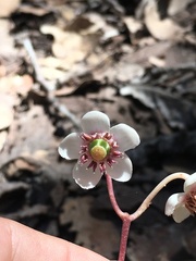 Chimaphila