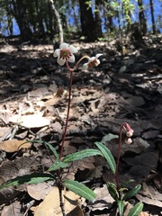 Chimaphila