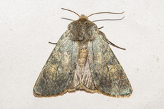 Ichneutica nobilia