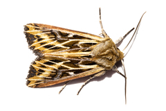 Ichneutica oliveri