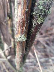 Parmeliopsis ambigua