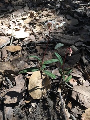 Chimaphila