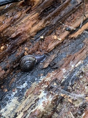 Helminthoglypta tudiculata